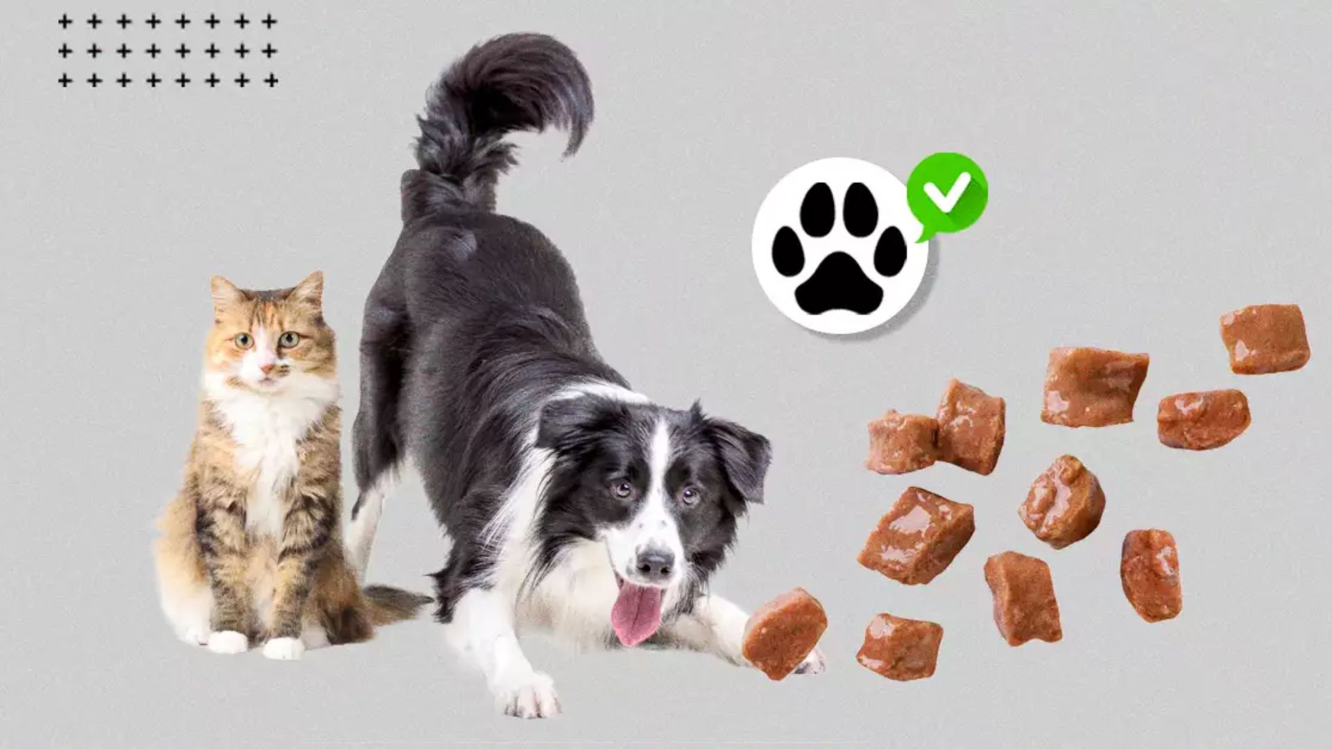 De sobras a gourmet: ¿Comen mejor los perros y gatos que sus dueños?